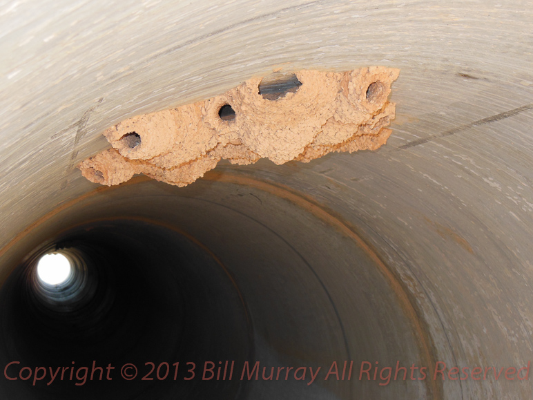 Pt Lowly-Culvert @ Secret Gully Looking N Bird Nest 2012-12-29_08