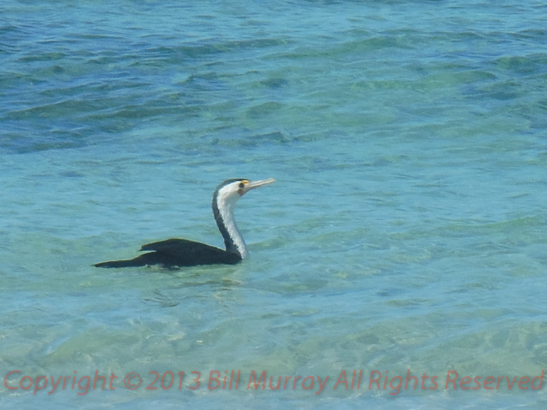 Bird-Pied Coromant [Phalacrocorax varius] 2012-12-18_2