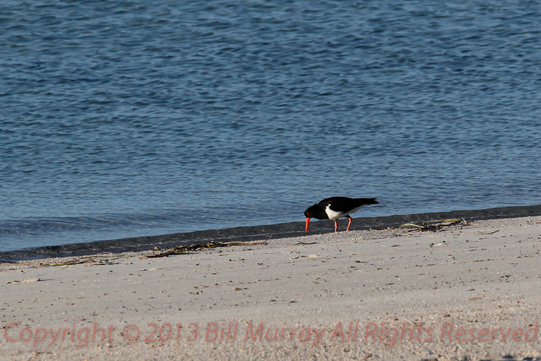 Bird-Pied Oystercatcher [Haematopus longirostris] 2012-12-19_2