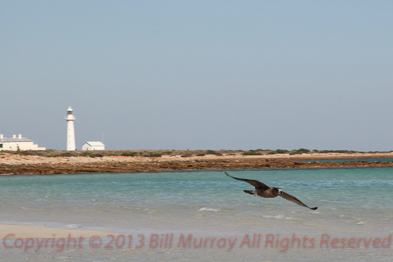 Pt Lowly-Pacific Gull or Larus Pacificus_Juvenile_27092011_43