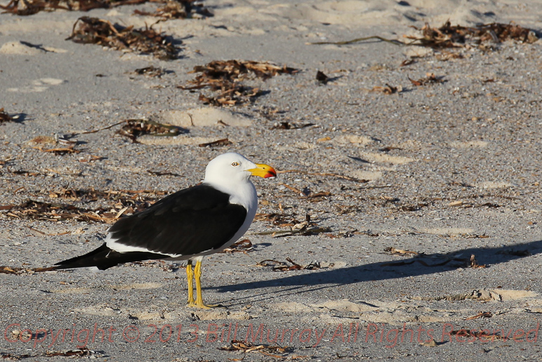 Pt Lowly-Pacific Gull or Larus Pacificus_adult_25082011_4