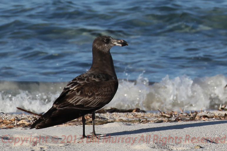Pt Lowly-Pacific Gull or Larus Pacificus_juvenile_25082011_1