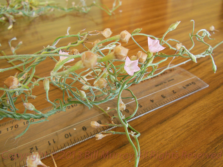 Flora-Australian Bindweed [Convolvulus remotus] 2012-12-16_15