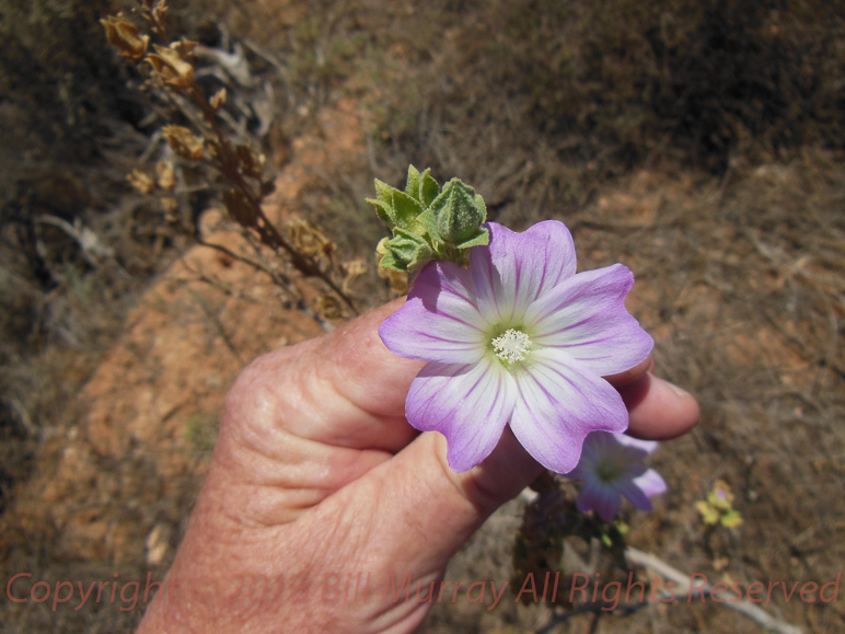 Flora-Australian Hollyhock [Malva behriana] 2012-11-27_03