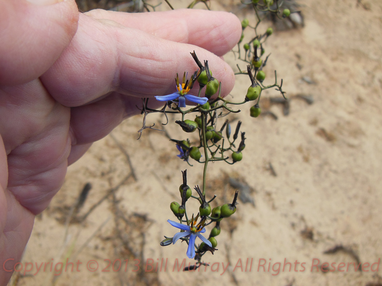 Flora-Black-anther Flax-Lilly [dianella revoluta] 2012-11-14_06