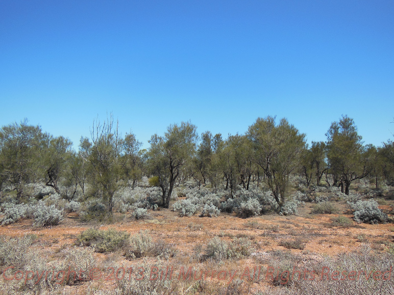 Flora-Black Oak [Casuarina Pauper] 2012-11-08_01