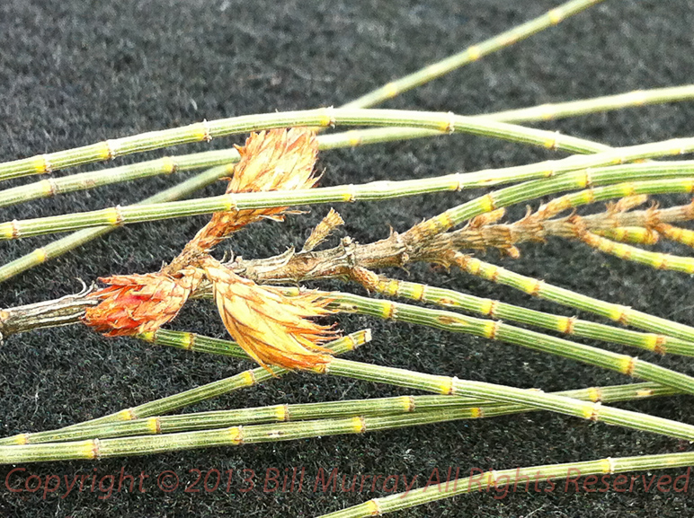 Flora-Black Oak [Casuarina Pauper] Leaves & Flower_2012-08-16_5