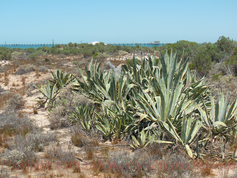 Flora-Century Plant [Agave americana] North Dune 2012-12-10
