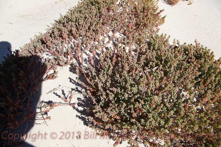 Flora-Coast Bonefruit [Threlkeldia diffusa] 2012-06-09_05