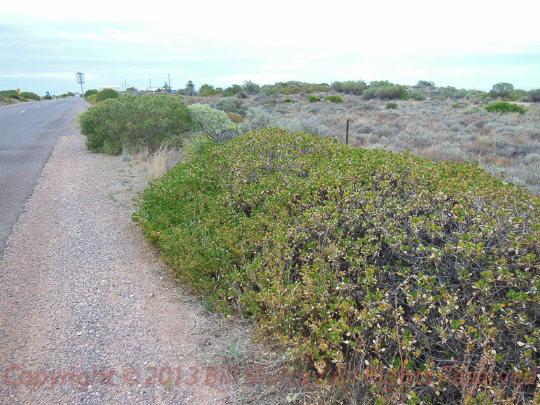 Flora-Cushion Fanflower [Scaevola crassifolia] 2012-11-15_04