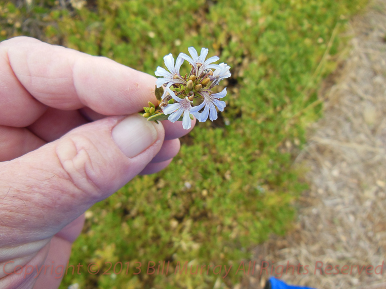 Flora-Cushion Fanflower [Scaevola crassifolia] 2012-11-15_06