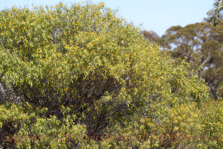 Flora-Desert Senna [senna artemisioides subsp. zygophylla] 2012-10-17-23