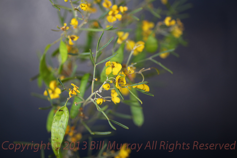 Flora-Desert Senna [senna artemisioides subsp. zygophylla] 2012-10-17-25