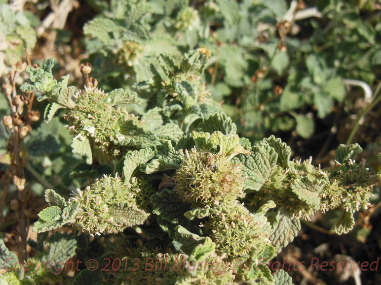 Flora-Horehound [Marrubium vulgare] 2012-11-28_3