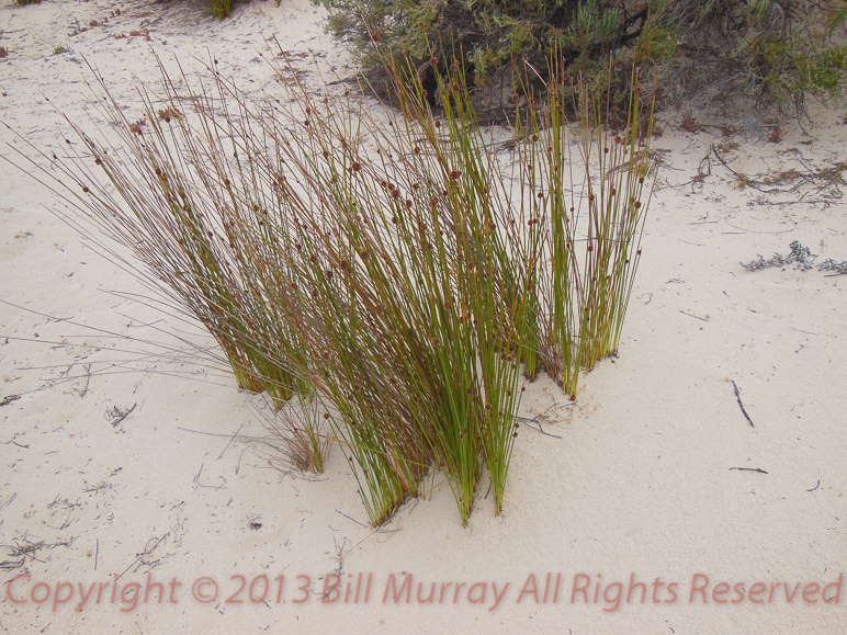 Flora-Knobby Club-rush [Isolepis nodosa] 2012-11-30_4