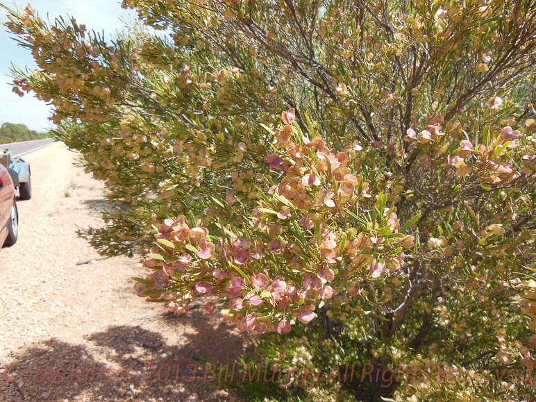 Flora-Narrow-leaf Hop Bush [Dodonaea viscosa ssp angustissima] 2012-11-23