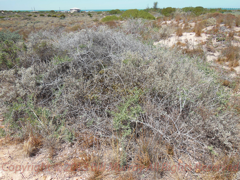Flora-Nitre Bush [Nitraria billardierei] 2012-11-13_01