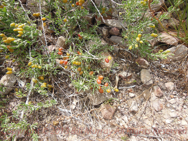 Flora-Nitre Bush [Nitraria billardierei] 2012-12-07_01