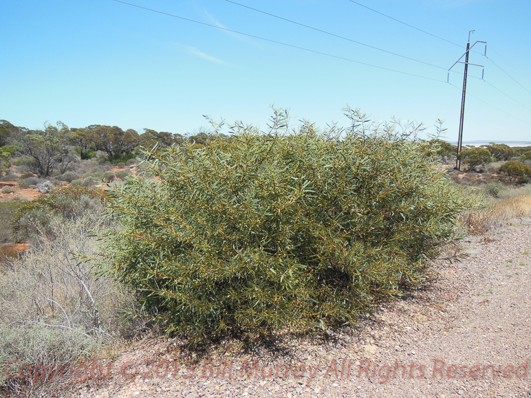 Flora-Notable Wattle [Acacia notabilis] 2012-11-10_01