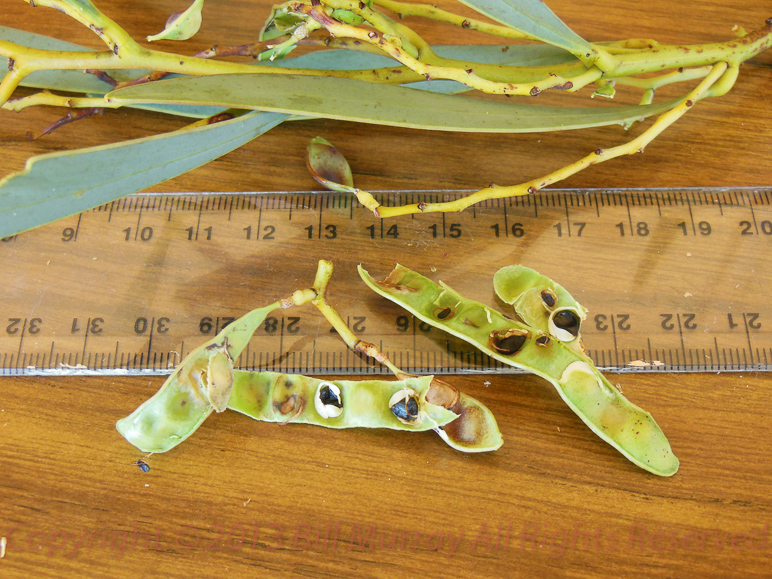 Flora-Notable Wattle [Acacia notabilis] 2012-11-10_15