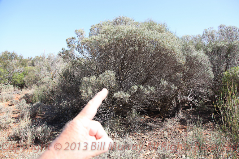 Flora-Opposite-leaved Emubush [Eremophila oppositifolia] 2012-11-28_29