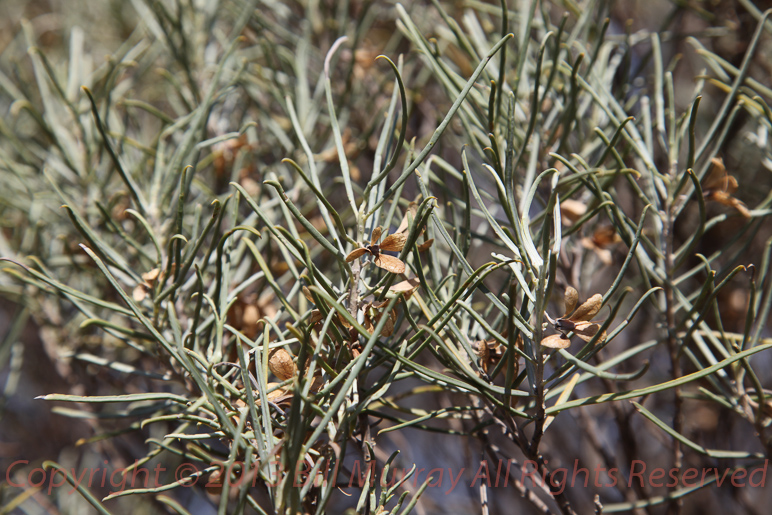 Flora-Opposite-leaved Emubush [Eremophila oppositifolia] 2012-11-28_34