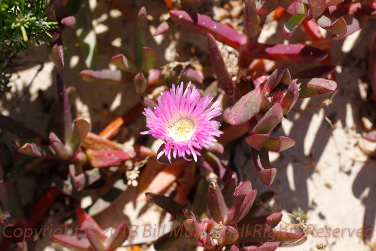 Flora-Pigface Triangular [Carpobrotus] 2012-10-19_01