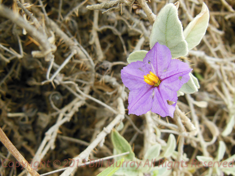 Flora-Possibly Silver Nightshade 2012-11-15_02
