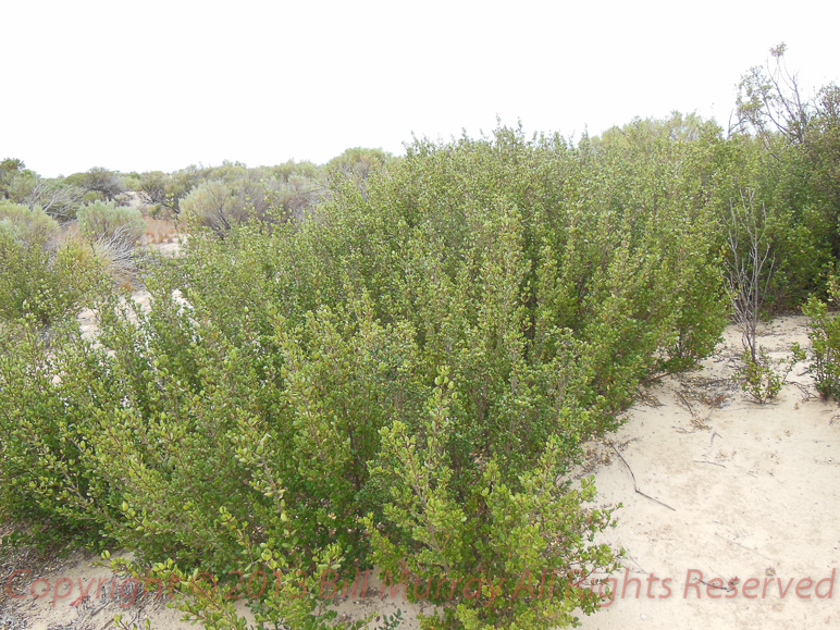 Flora-Sea Box [Alyxia buxifolia] 2012-11-30_11