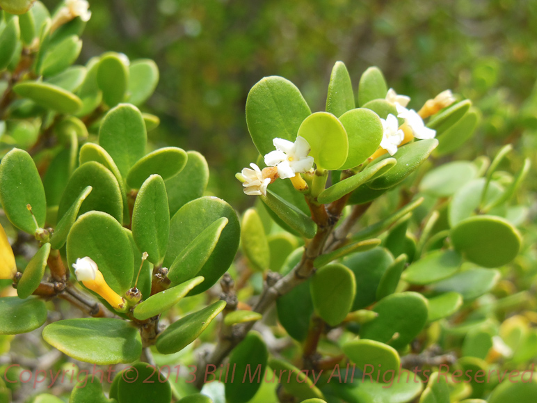 Flora-Sea Box [Alyxia buxifolia] 2012-11-30_26