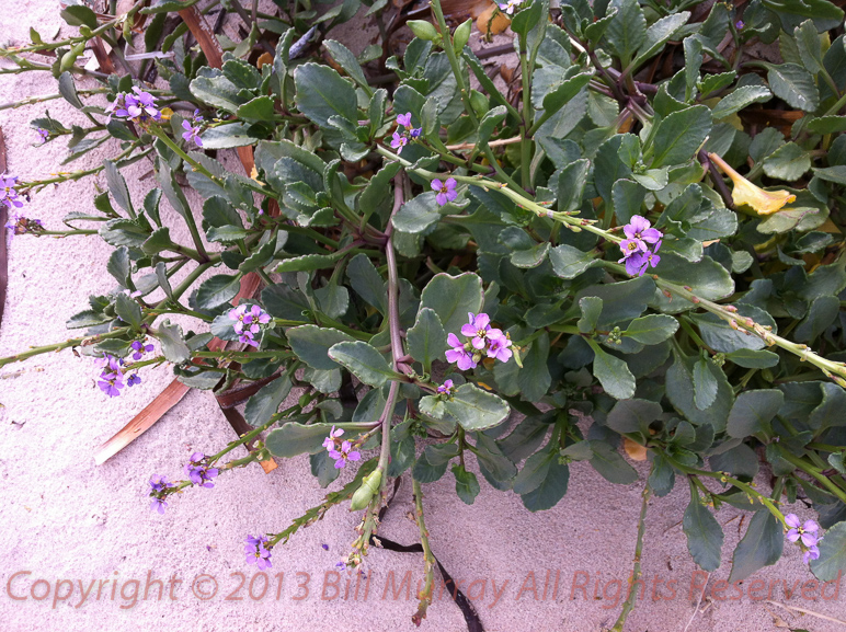 Flora-Sea Rocket [Cakile maritima] 2012-07-03_2