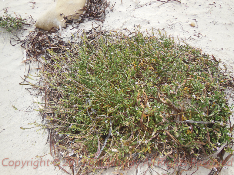 Flora-Sea Rocket [Cakile maritima] 2012-12-07_2