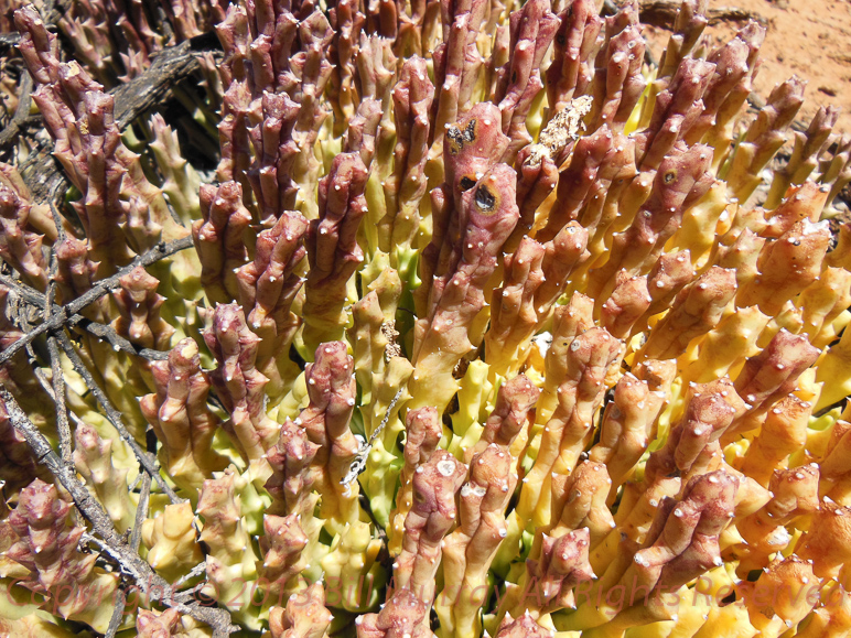 Flora-Stapelia pulchellus 2012-12-29_06