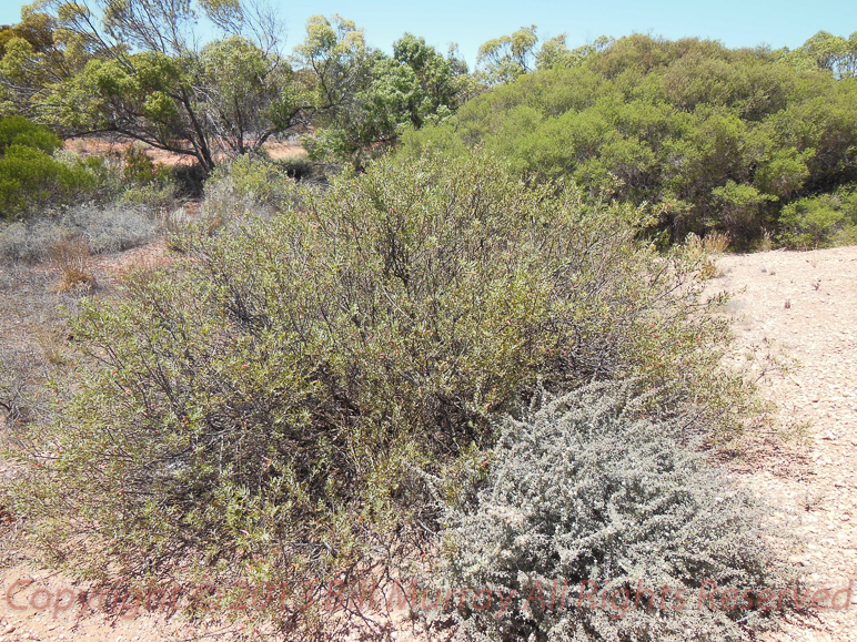 Flora-Tar Bush [Eromophila glabra] 2012-11-11_01