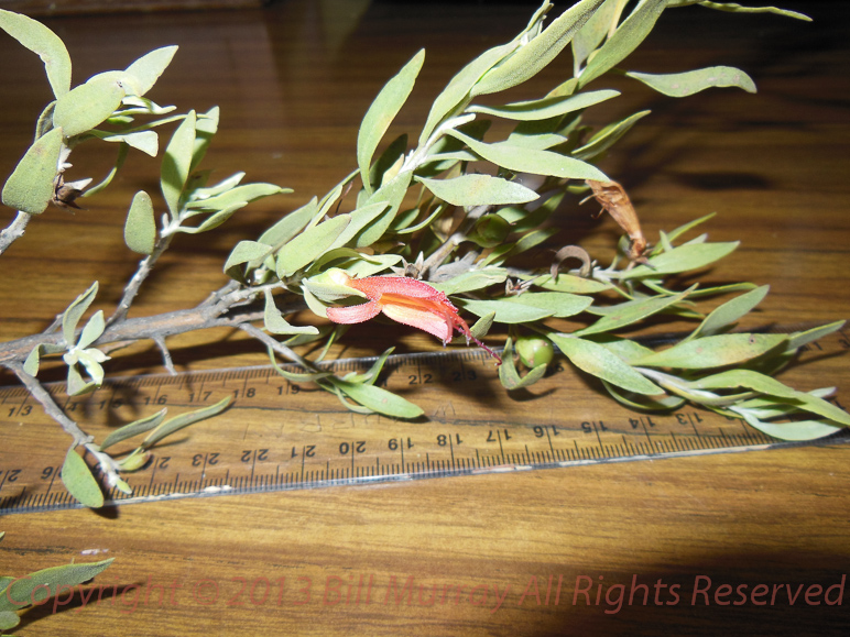 Flora-Tar Bush [Eromophila glabra] 2012-11-11_10