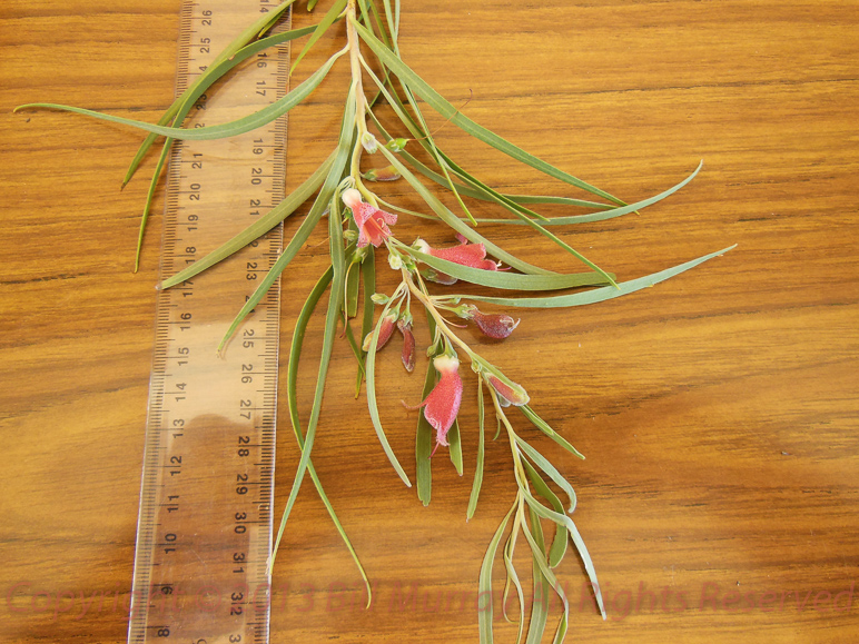 Flora-Weeping Emu Bush [Eremophila longifolia] 2012-11-12_06