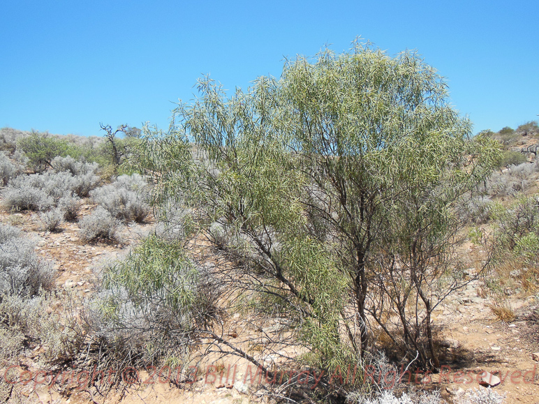 Flora-Weeping Emu Bush [Eremophila longifolia] 2012-12-18_02