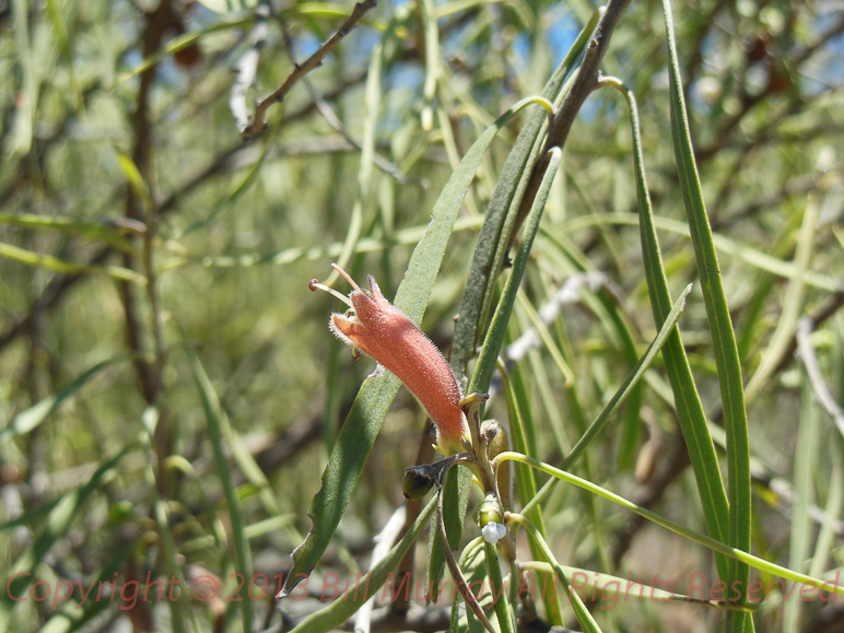 Flora-Weeping Emu Bush [Eremophila longifolia] 2012-12-18_05