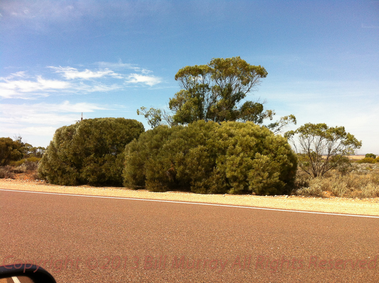 Flora-Western Myall [Acacia papyrocarpa] 2012-11-23_16