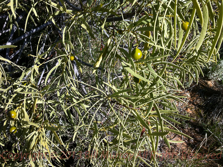 Flora-Wild Peach [Santalum acuminatum] 2012-06-01 & 10th _09
