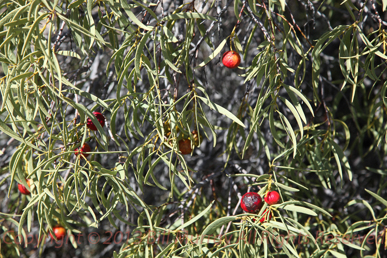Flora-Wild Peach [Santalum acuminatum] 2012-09-24_2