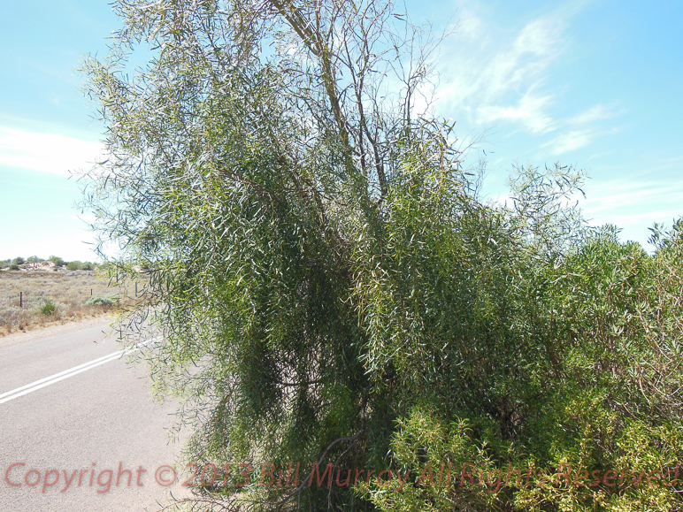 Flora-Willow wattle [Acacia salacina] 2012-11-13_01