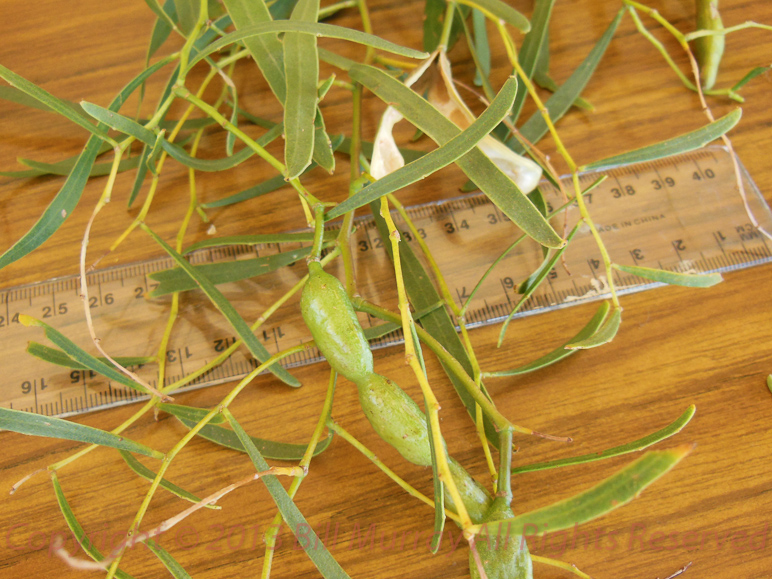 Flora-Willow wattle [Acacia salacina] 2012-11-13_07