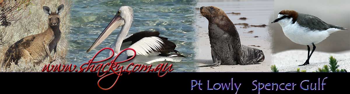 Collage fauna Pt Lowly